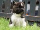 chiot Akita Am&eacute;ricain lof a donner