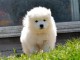 Chiots samoyede pedigr&eacute; a donner