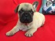 Chiot Bouledogue Fran&ccedil;ais lof a donner