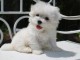 Chiot type Bichon maltais femelle &agrave; donner