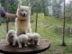 Magnifiques Chiots Samoy&egrave;de Pure Race