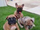 Superbe bouledogue fran&ccedil;ais a donner