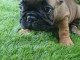Superbe bouledogue fran&ccedil;ais a donner