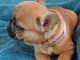 Superbe bouledogue fran&ccedil;ais a donner