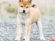 Chiots shiba inu disponibles