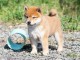Chiots shiba inu femelle et m&acirc;le
