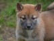 Chiots shiba inu femelle et m&acirc;le de 3 mois pour adoption