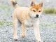 Chiot type shiba inu femelle et m&acirc;le &agrave; Donner Urgent