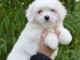 Adoptez chiot type coton tul&eacute;ar