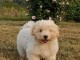 Offre belle chiot coton tul&eacute;ar femelle