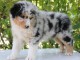 Chiots bergers australiens &agrave; r&eacute;server 