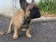 Chiots bouledogues fran&ccedil;ais &agrave; r&eacute;server 