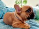 Superbe bouledogue fran&ccedil;ais a donner