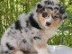 Chiots bergers australiens  &agrave; r&eacute;server 