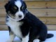 Chiots bergers australiens  &agrave; r&eacute;server 