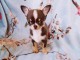 Chiots chihuahua &agrave; r&eacute;server 