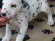 Donne chiot type Dalmatien 