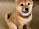 Donne chiot type Shiba Inu 