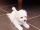 Magnifique et adorable chiot bichon fris&eacute;