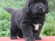 chiot terre neuve trois mois