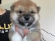 chiot shiba inu trois mois