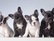 Recherche bouledogue &agrave; donner
