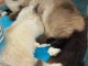 chaton Sacr&eacute; de Birmanie disponible 