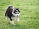 chiot husky trois mois