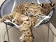Serval et Savannah, caracal Chatons enregistr&eacute;s
