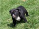 Magnifique et adorable chiot american bully