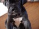 Magnifique et adorable chiot dogue allemand 