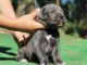Magnifique et adorable cane corso 