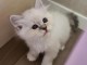 adoption magnifiques chaton sacr&eacute; de birmanie &acirc;g&eacute;s de 3 mois