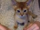 adoption magnifiques chaton Abyssin &acirc;g&eacute;s de 3 mois