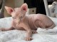 adoption magnifiques chaton sphynx &acirc;g&eacute;s de 3 mois