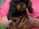 Chiots cavalier king charles femelle blenheim &agrave; donner