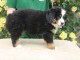 Chiot bouvier bernois femelle &agrave; adopter