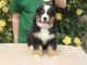 Chiot bouvier bernois femelle &agrave; adopter