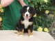 Chiot bouvier bernois femelle &agrave; adopter
