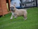 Je donne chiot bouledogue fran&ccedil;ais femelle lof
