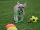 Je donne chiot bouledogue fran&ccedil;ais femelle lof
