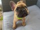 Je donne chiot bouledogue fran&ccedil;ais femelle rouge