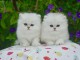 chaton Persan Chinchilla &acirc;g&eacute; de 3 mois