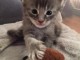 chaton Maine Coon &acirc;g&eacute; de 3 mois