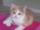 chaton British Shorthair &acirc;g&eacute;s de 3 mois