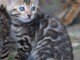 chaton Bengal &acirc;g&eacute;s de 3 mois