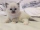 chaton ragdoll &acirc;g&eacute;s de 3 mois