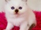  chaton sacr&eacute; de Birmanie &acirc;g&eacute;s de 3 mois