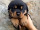 Magnifique chiots Rottweiler