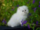 adoption magnifique chaton Persan Chinchilla &acirc;g&eacute; de 3 mois